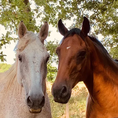 Feriehus Le Buscagneau Béraut