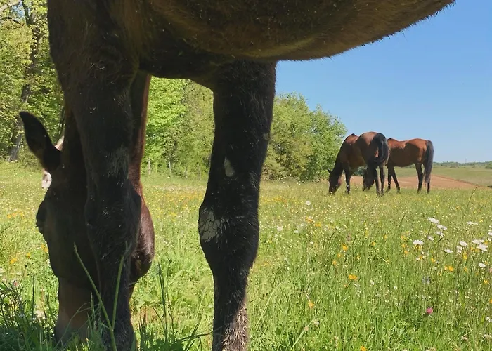 Le Buscagneau Béraut